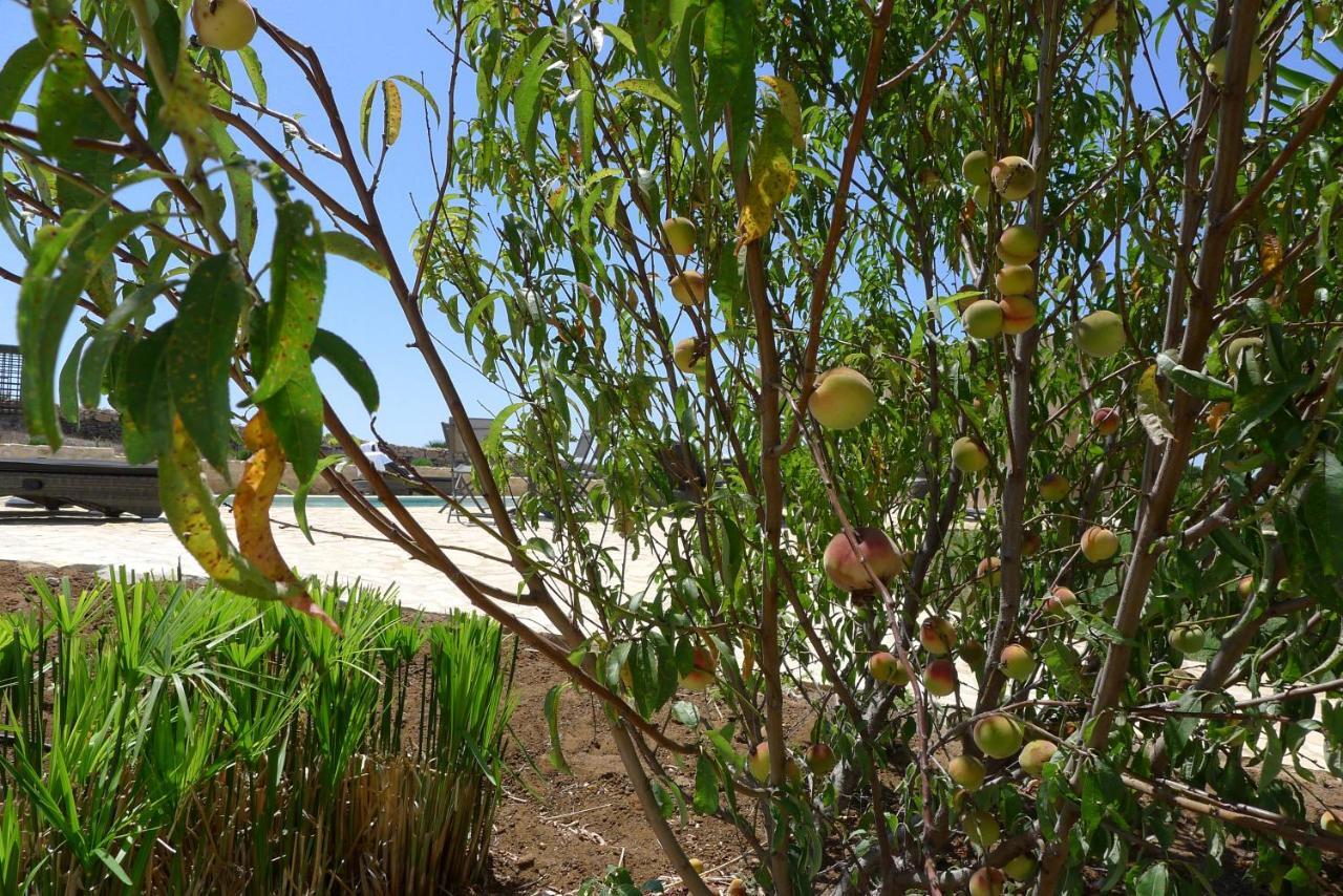 Finca Du Ressourcement Higueron Lejlighed Vejer de la Frontera Eksteriør billede