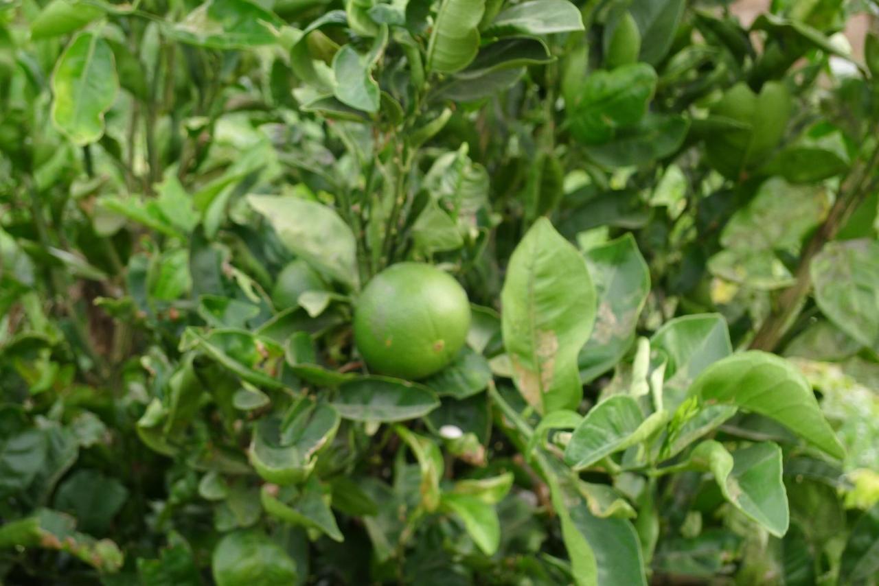 Finca Du Ressourcement Higueron Lejlighed Vejer de la Frontera Eksteriør billede